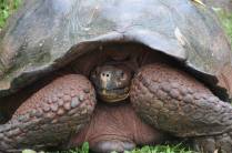 Tartaruga amedrontada se encolhe, na Ilha de Santa Cruz, em Galápagos